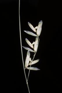 Melica mutica, inflorescence - lateral view of flower