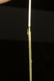 Melica mutica, stem - showing leaf bases