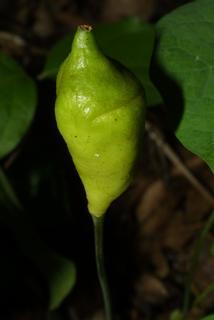Jeffersonia diphylla, fruit - juvenile