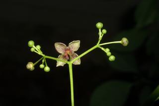 Euonymus atropurpureus, inflorescence - ventral view of flower + perianth