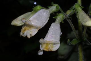 Penstemon tenuiflorus, inflorescence - frontal view of flower