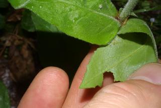Penstemon tenuiflorus, leaf - margin of upper + lower surface