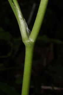 Sanicula canadensis, stem - showing leaf bases