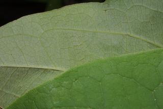 Saururus cernuus, leaf - margin of upper + lower surface