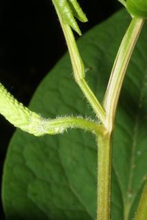 Saururus cernuus, stem - showing leaf bases