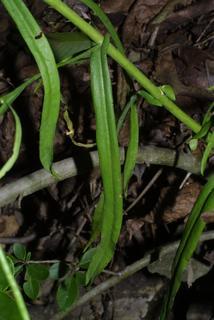 Arabis laevigata, leaf - on upper stem