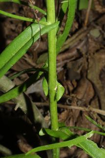 Arabis laevigata, stem - showing leaf bases