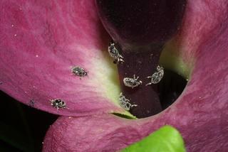 Dracunculus vulgaris, inflorescence - closeup of flower interior