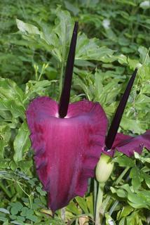 Dracunculus vulgaris, inflorescence - whole - unspecified