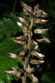 Pedicularis canadensis, fruit - section or open