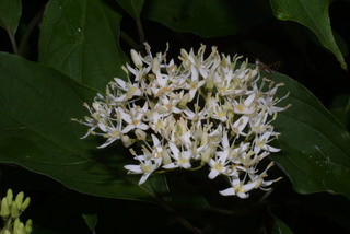Cornus foemina, inflorescence - whole - unspecified