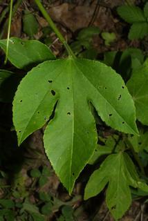 Passiflora incarnata, leaf - basal or on lower stem