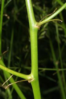 Asparagus officinalis, stem - showing leaf bases