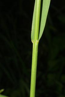 Bromus inermis, stem - showing leaf bases