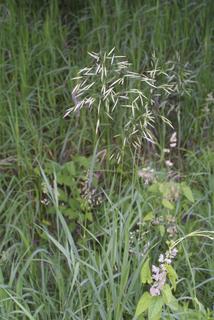 Bromus inermis, whole plant - in flower - general view