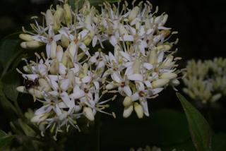 Cornus amomum, inflorescence - whole - unspecified