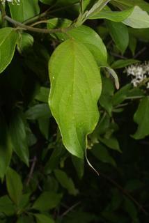 Cornus amomum, leaf - whole upper surface