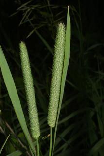 Phleum pratense, inflorescence - whole - unspecified