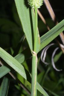 Phleum pratense, stem - showing leaf bases