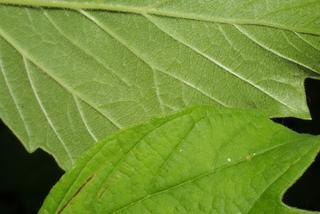 Viburnum opulus, leaf - margin of upper + lower surface
