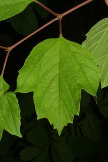Viburnum opulus, leaf - whole upper surface