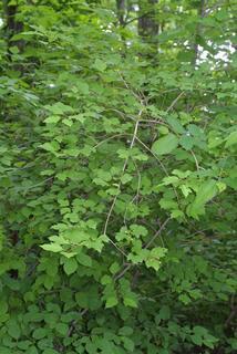 Viburnum opulus, whole tree or vine - general