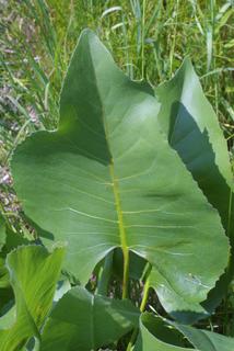 Silphium terebinthinaceum, leaf - basal or on lower stem