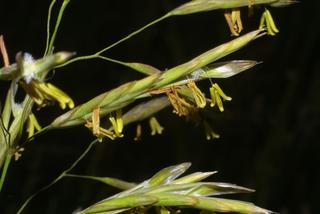 Bromus inermis, inflorescence - lateral view of flower