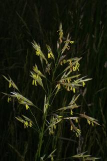Bromus inermis, inflorescence - whole - unspecified