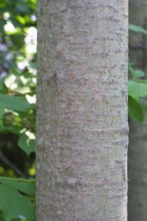 Populus grandidentata, bark - of a large tree