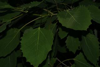 Populus grandidentata, leaf - showing orientation on twig