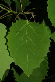 Populus grandidentata, leaf - whole upper surface