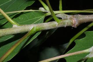 Populus grandidentata, twig - orientation of petioles