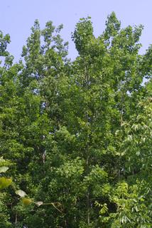 Populus grandidentata, whole tree or vine - general
