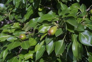 Pyrus communis, fruit - as borne on the plant