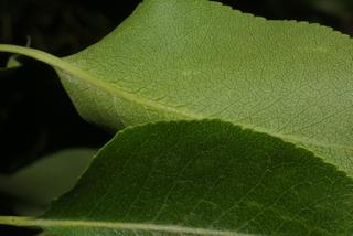 Pyrus communis, leaf - margin of upper + lower surface