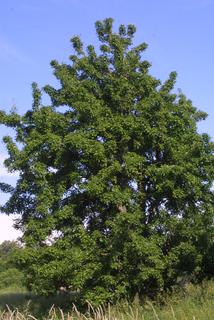 Pyrus communis, whole tree or vine - general