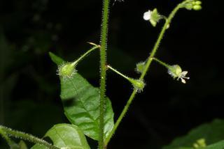 Circaea lutetiana, fruit - juvenile