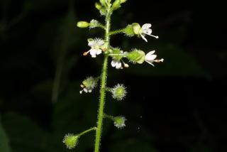 Circaea lutetiana, inflorescence - lateral view of flower