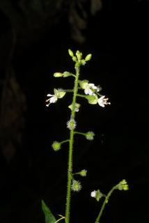 Circaea lutetiana, inflorescence - whole - unspecified