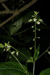 Circaea lutetiana, inflorescence - whole - unspecified