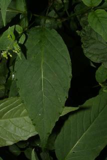 Circaea lutetiana, leaf - basal or on lower stem