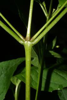 Circaea lutetiana, stem - showing leaf bases