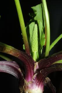 Plantago rugelii, leaf - basal or on lower stem