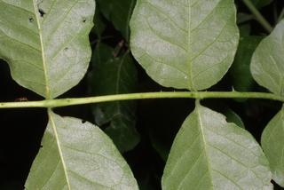 Zanthoxylum americanum, leaf - unspecified