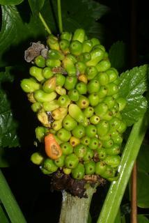 Dracunculus vulgaris, fruit - juvenile