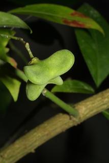 Euonymus atropurpureus, fruit - immature