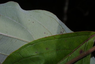 Cornus foemina, leaf - margin of upper + lower surface