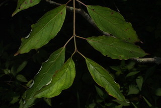 Cornus foemina, leaf - showing orientation on twig