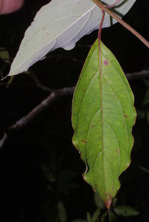 Cornus foemina, leaf - whole upper surface